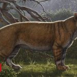 ‘Giant lion’ fossil found in museum drawer