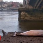 Whale found dead on bank of River Thames