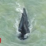 Humpback whale finds escape from Australian crocodile river