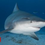 Pregnant woman saves husband from shark